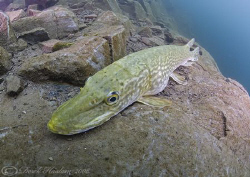 Pike. Stoney cove. D200, 10.5mm by Derek Haslam 